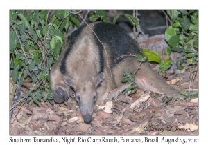 Southern Tamandua