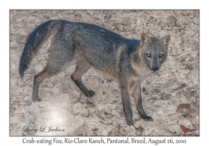 Crab-eating Fox