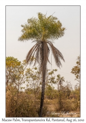 Macaw Palm