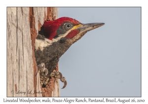 Lineated Woodpecker