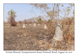 Termite Mounds