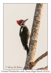 Lineated Woodpecker