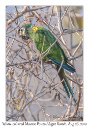 Yellow-collared Macaw