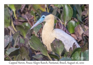 Capped Heron