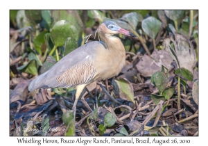 Whistling Heron