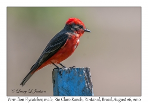 Vermilion Flycatcher