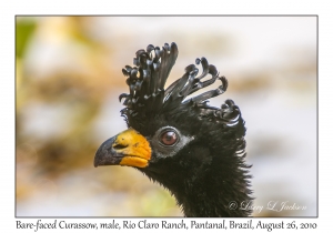 Bare-faced Curassow