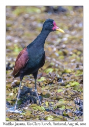 Wattled Jacana