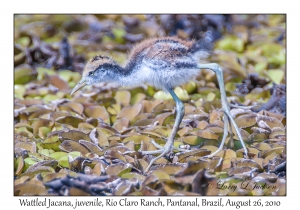 Wattled Jacana