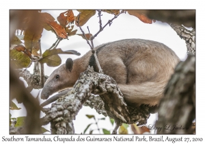 Southern Tamandua