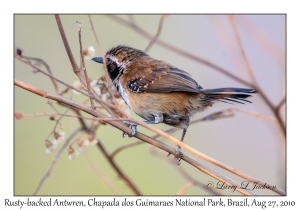 Rusty-backed Antwren