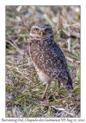 Burrowing Owl