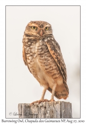 Burrowing Owl