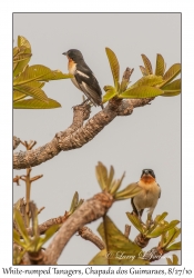 White-rumped Tanagers