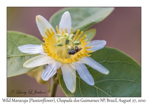 Wild Maracuja