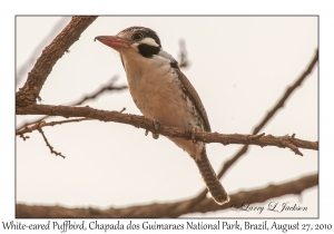 White-eared Puffbird