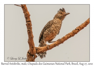 Barred Antshrike