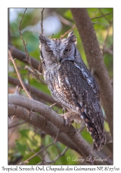 Tropical Screech-Owl