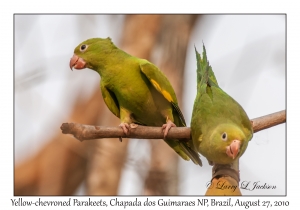 Yellow-chevroned Parakeets