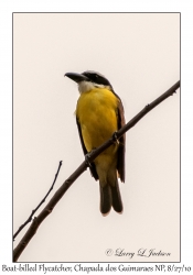 Boat-billed Flycatcher