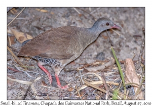 Small-billed Tinamou