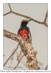 Yellow-tufted Woodpecker