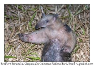 Southern Tamandua