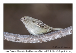 Lesser Elaenia