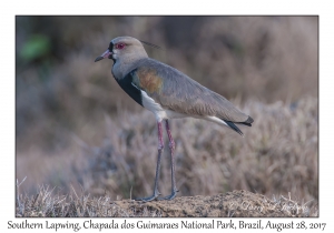 Southern Lapwing