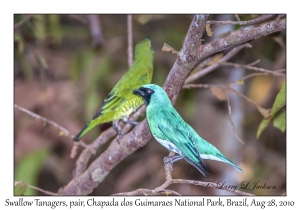 Swallow Tanagers