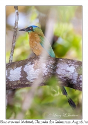 Blue-crowned Motmot