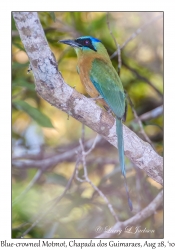 Blue-crowned Motmot