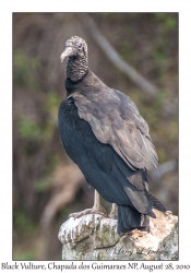 Black Vulture