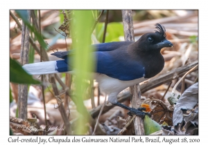 Curl-crested Jay