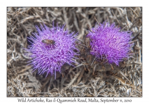 Wild Artichoke