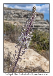 Sea Squill