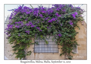 Bougainvillea