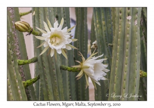 Cactus Flowers