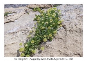 Sea Samphire