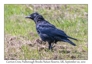 Carrion Crow