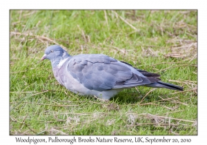 Woodpigeon