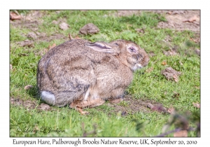 European Hare