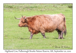 Highland Cow