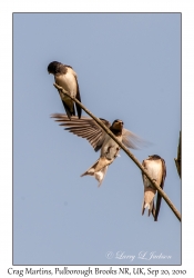 Crag Martins