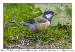 Great Tit