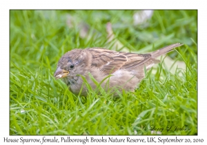 House Sparrow