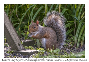 Eastern Grey Squirrel