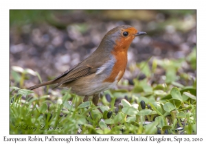 European Robin