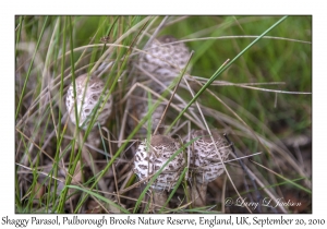 Shaggy Parasol