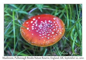 Amanita specie